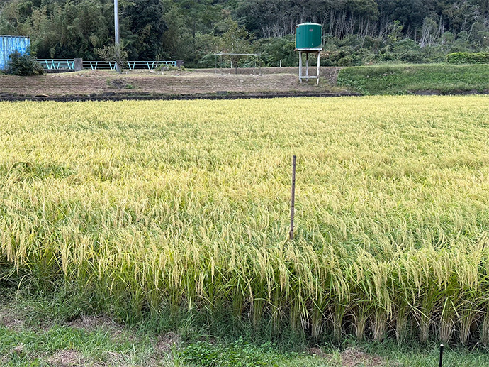 美味しさの秘密